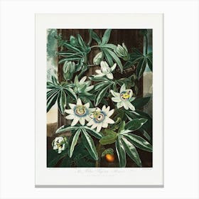 Vintage Botanical Temple Of Flora _2476841 Canvas Print