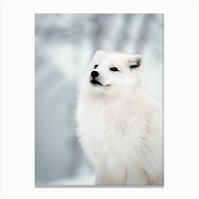 White Arctic Fox Canvas Print