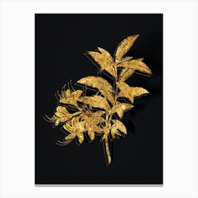 Vintage Yellow Azalea Botanical in Gold on Black n.0541 Canvas Print