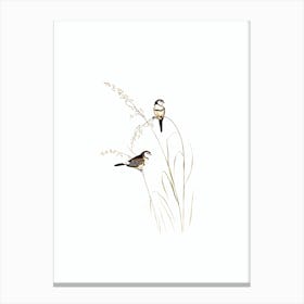 Vintage Bicheno’s Finch Bird Illustration on Pure White n.0473 Canvas Print