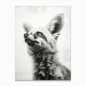 Bat Eared Fox Looking At The Sky Pencil Drawing 1 Canvas Print