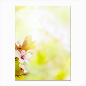 Blossoming Cherry Tree In Spring Canvas Print