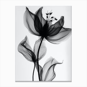 Black White Image Flower With Wh Canvas Print
