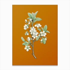 Vintage White Plum Flower Botanical on Sunset Orange n.0940 Canvas Print