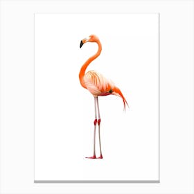 Flamingo illustration Canvas Print