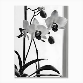 Phragmipedium Orchids Ink 1 Canvas Print
