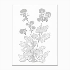 Feverfew Herb William Morris Inspired Line Drawing 3 Canvas Print