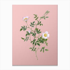 Vintage Pink Hedge Rose in Bloom Botanical on Soft Pink n.0653 Canvas Print