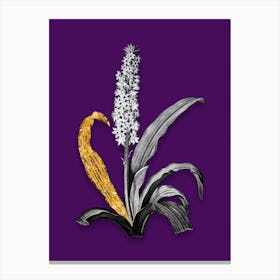 Vintage Eucomis Punctata Black and White Gold Leaf Floral Art on Deep Violet n.0703 Canvas Print