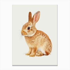 Rhinelander Rabbit Nursery Illustration 4 Canvas Print