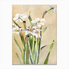 White Narcissus With Gray Accents (1915), Hannah Borger Overbeck Canvas Print