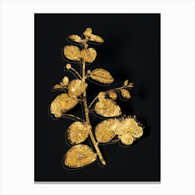Vintage Caper Plant Botanical in Gold on Black n.0093 Canvas Print