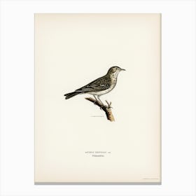 Tree Pipit, The Von Wright Brothers Canvas Print