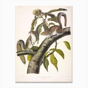 Carolina Grey Squirrel, John James Audubon Canvas Print
