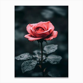 Rose In The Rain 2 Canvas Print