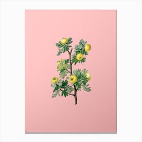 Vintage Tansy Leaved Hawthorn Flower Botanical on Soft Pink n.0064 Canvas Print