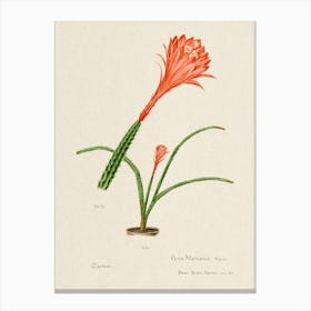 Red Rat S Tail Cactus, Familie Der Cacteen Canvas Print