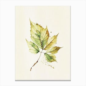 Walnuts Leaf Minimalist Watercolour Canvas Print
