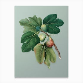Vintage Common Fig Botanical Art on Mint Green n.0360 Canvas Print