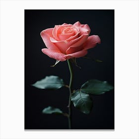 Single Pink Rose Canvas Print