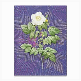 Vintage Leschenault's Rose Botanical Illustration on Veri Peri n.0468 Canvas Print