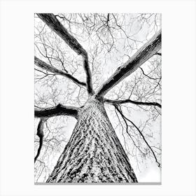 Black And White oak Tree Canvas Print