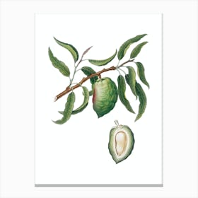 Vintage Almond Botanical Illustration on Pure White Canvas Print