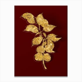 Vintage Briancon Apricot Botanical in Gold on Red n.0357 Canvas Print