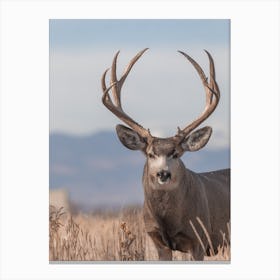 Colorado Mule Deer Canvas Print