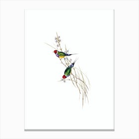 Vintage Beautiful Grass Finch Bird Illustration on Pure White n.0311 Canvas Print