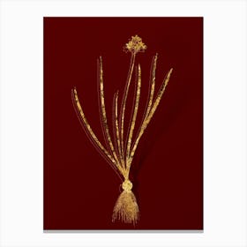 Vintage Spring Squill Botanical in Gold on Red n.0567 Canvas Print