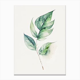 Salvia Leaf Minimalist Watercolour 2 Canvas Print