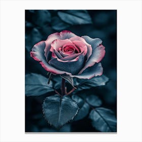 Dark Rose 115 Canvas Print