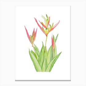 Vibrant pink and green Heliconia Tropical Flowers and leaves in Watercolor faded Canvas Print