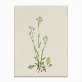 Flowering Plant Canvas Print