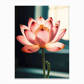 Lotus Flower 5 Canvas Print