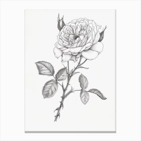 Roses Sketch 24 Canvas Print