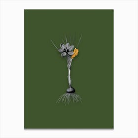 Vintage Crocus Sativus Black and White Gold Leaf Floral Art on Olive Green n.0305 Canvas Print