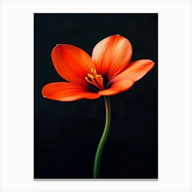 Daffodil 1 Canvas Print