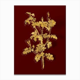 Vintage Prickly Sweetbriar Rose Botanical in Gold on Red n.0060 Canvas Print
