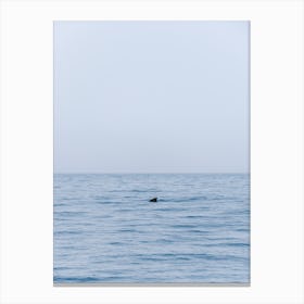 A pilot whale in the Atlantic Sea, Canary Islands Canvas Print