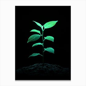 Green Plant Growing In The Dark 2 Canvas Print