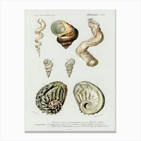 Different Types Of Mollusks, Charles Dessalines D'Orbigny 8 Canvas Print