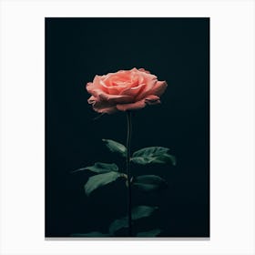 Single Pink Rose On Black Background 3 Canvas Print