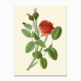 Red Rose Canvas Print