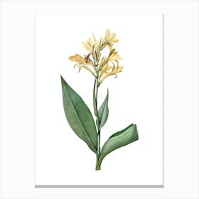 Vintage Water Canna Botanical Illustration on Pure White n.0682 Canvas Print