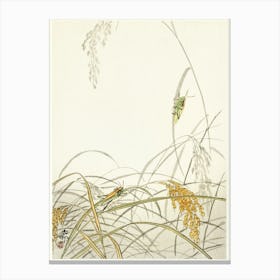 Grasshoppers On Rice Plants (1900 1936), Ohara Koson Canvas Print