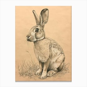 English Spot Rabbit Drawing 2 Canvas Print