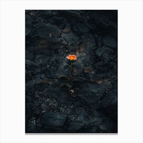 Rose In The Desert Canvas Print