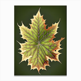 Maple Leaf Vintage Botanical 1 Canvas Print